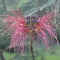 Calliandra